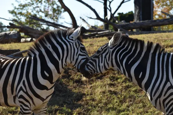 Casino Hot Line Suporte